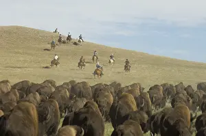 Ceremonies: Cowboy pushing herd at Bison Roundup Custer State Park