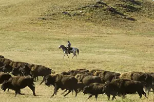 Styles: Cowboy pushing herd at Bison Roundup Custer State Park USA