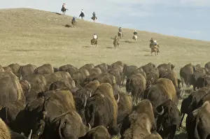 Styles: Cowboy pushing herd at Bison Roundup Custer State Park USA