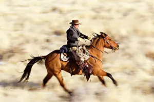 Lasso: Cowboy - riding on Quarter Horse with lasso