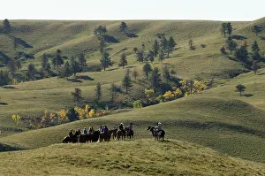 Styles: Cowboys at Bison Roundup Custer State Park South Dakota USA
