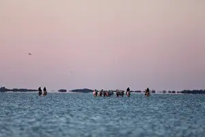 Saddle: Cowboys and horses in water - Camargue France