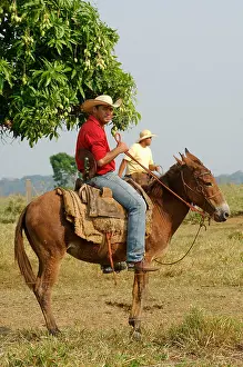 Cattleman: Cowherd on their Mules watching the herd Brazil
