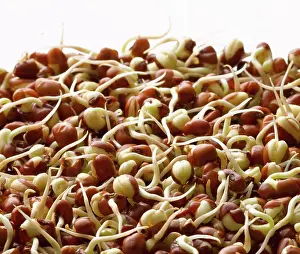 Asparagus: Cowpea