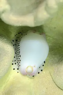 Timor: Cowrie - on coral - Tasi Tolu dive site, Dili, East