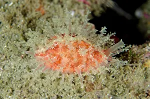 Papillae: Cowrie with extended papillae Tanjung Slope dive