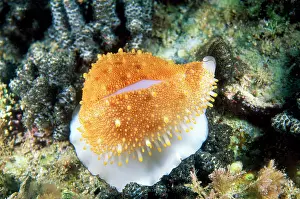 Auscape - Named Photographers: Cowrie Shell