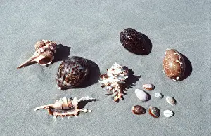 Mauritius: Cowries, spider-shells