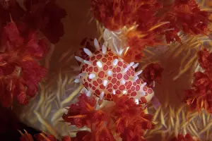 Seashells: Cowry shell inside a soft coral, Dendronephthya sp. Walindi