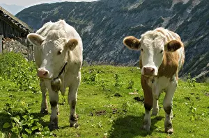 Karwendel: Cows on the alp, Nauders-Alm, Karwendel Mountains