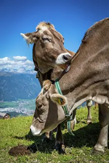 Adige: Cows on alpine meadow, Pustertal and mountains i