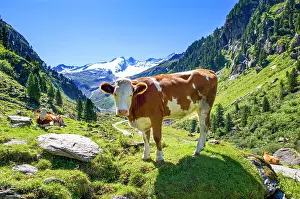 Krimml: Cows on the alpine pasture, Wildgerlostal, Krimml