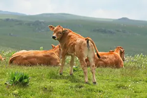 Veal: Cows of Aubrac Aubrac in Lozere France