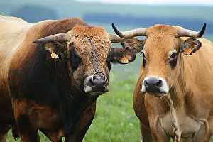 Tauruses: Cows of Aubrac Aubrac in Lozere France