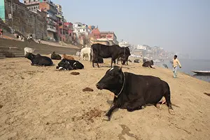 Towns: Cows on the banks of the Ganges Varanasi India