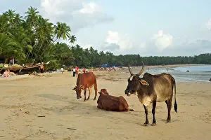 Countires: Cows on beach