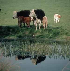 Beef: Cows with Calves
