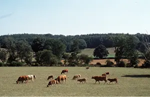Ardea London: COWS AND CALVES