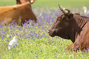 Prosperous: Cows and Cattle Egrets in a meadow Andalusia Spain