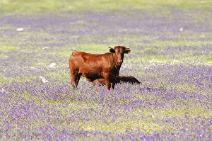Prosperous: Cows and Cattle Egrets in a meadow Andalusia Spain