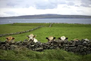 Bodies: Cows and coastal landscape, The Burren, County Clare