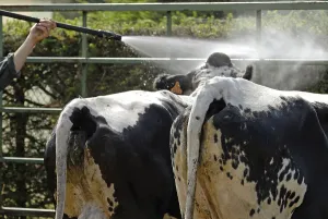 Cleaned: Cows in comice agricole At the Vosgienne in summer