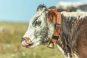 Bell: Cows cow with a bell potrait in pasture in mountain