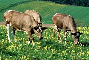 Cowslips: COWS AND COWSLIPS