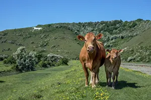 Sussex: Cows - Cuckmere Valley - White Horse - Alfriston - East Suss