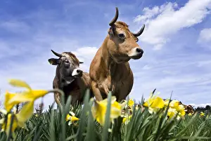 Amaryllidaceae: Two cows among daffodils in Aubrac France