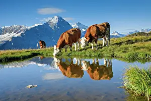 Eiger: Cows in front of Eiger and Jungfrau, Bernese Oberland