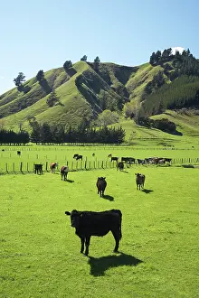 Paddock: Cows and Farmland near Okaramio, Marlborough