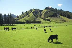 Paddock: Cows and Farmland near Okaramio, Marlborough