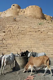 Forts: Cows - Foraging at a rubbish area