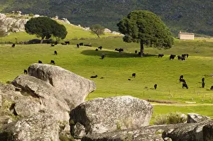 Communities: Cows granite blocks and umbrella pines Extremadura Spain