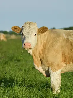 200621: Cows on grazing marsh - Norfolk UK