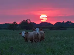 200621: Cows on grazing marsh at sunset - Norfolk UK
