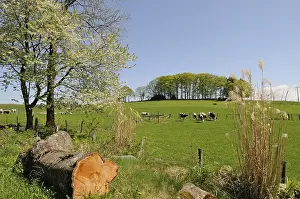 Spermatophytes: Cows grazing in a meadow Ballons des Vosges NRP