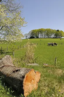 Spermatophytes: Cows grazing in a meadow Ballons des Vosges NRP