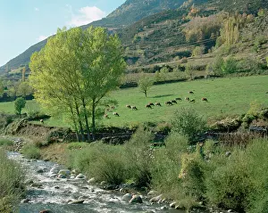 Huesca: Cows grazing in a meadow. Benasque. Huesca