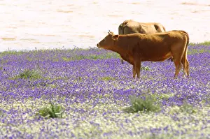 Prosperous: Cows grazing in a meadow in bloom Andalusia Spain