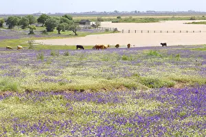 Prosperous: Cows grazing in a meadow in bloom Andalusia Spain