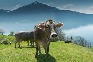 Rigi: cows grazing on a meadow with blossoming cherry