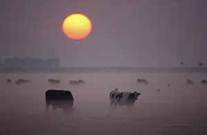 Pastural: Cows - Grazing during sunset in the haze