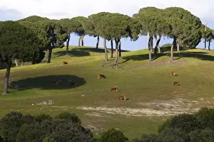 Communities: Cows grazing under the umbrella pines Extremadura Spain