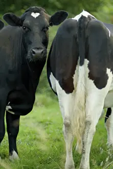 Alongside: COWS - two heifers together, nose to tail. One