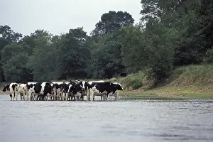 Sa Ne: Cows herd in Loire river Bourgogne France