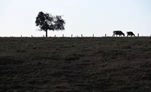 Prim: Cows Holstein in a meadow