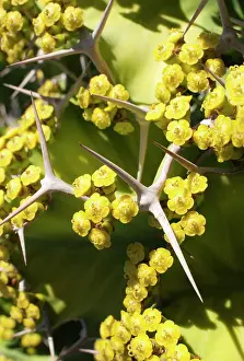 Euphorbia: Cow's horn, Euphorbia grandicornis, Close up showing