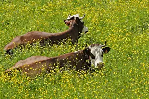 Mignonette: Cows lying in a meadow in spring Alpes France